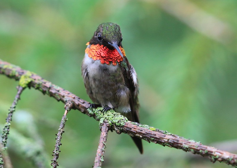 ruby-throated hummingbird male at Lake Meyer Park IA 2K3A8227