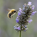 Bee in flight with lavender 29 August 2021