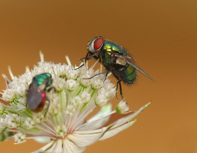Flies are nasty, but beautiful creatures