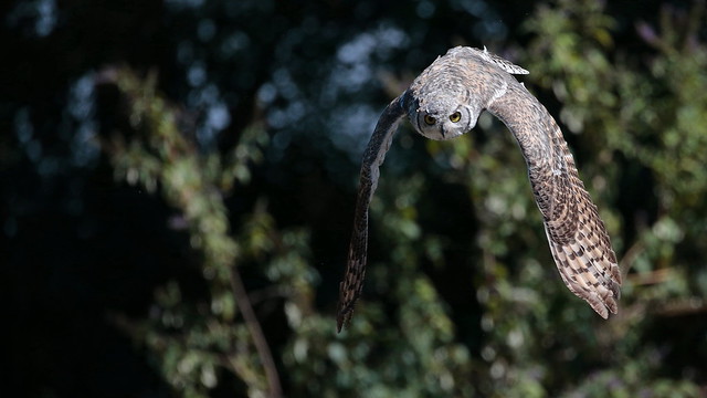 In flight