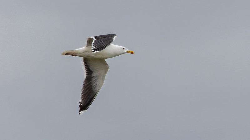 Great Black-backed Gull flying