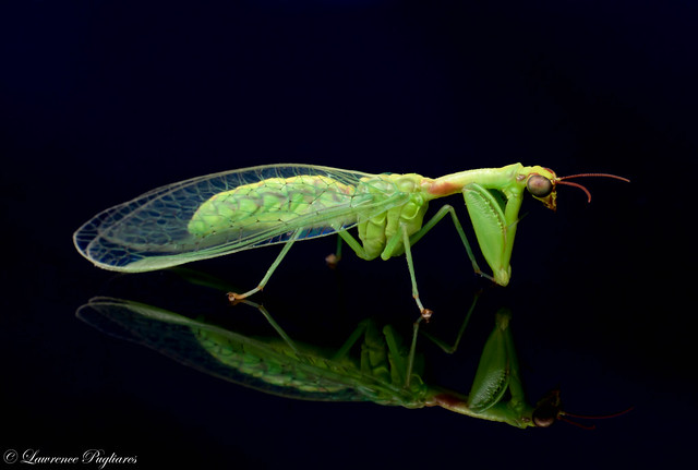 Green mantidfly - Ward Pound Ridge Reservation, Westchester, New York
