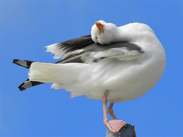 A Western Gull being a Dork