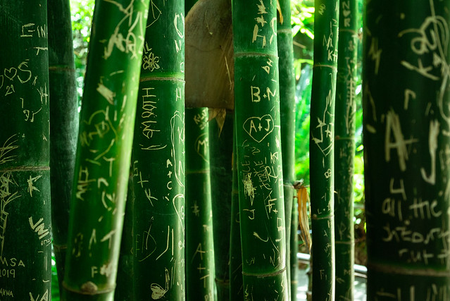 Tattoo Bamboo