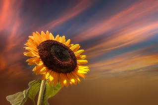 Sunflower Kisses the Sky