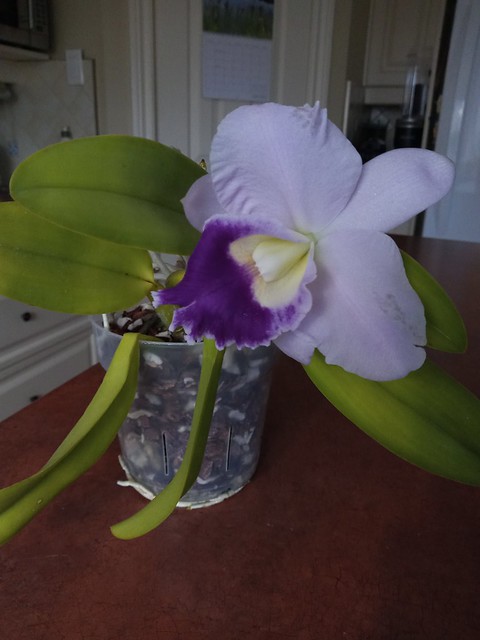 5 - Orchidées chez lavandula - Page 27 52270684607_1dcdf02e61_z