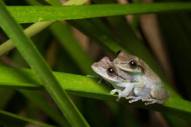 Boeseman's snouted treefrogs (Scinax boesemani) in amplexus