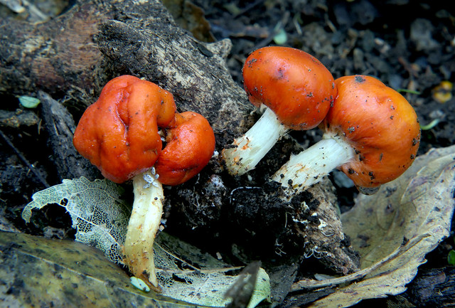 Red pouch fungus.