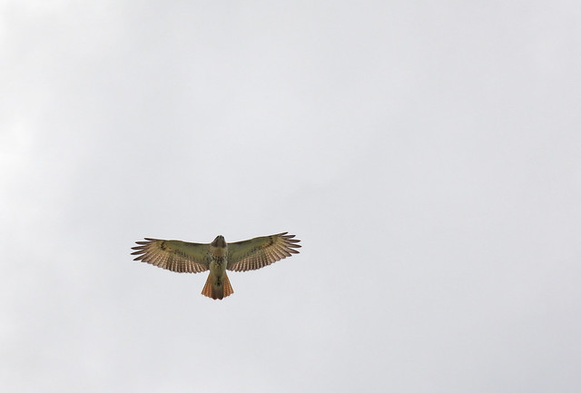 red-tailed hawk juvenile soaring above my head