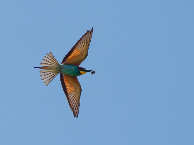 Bee Eater with prey