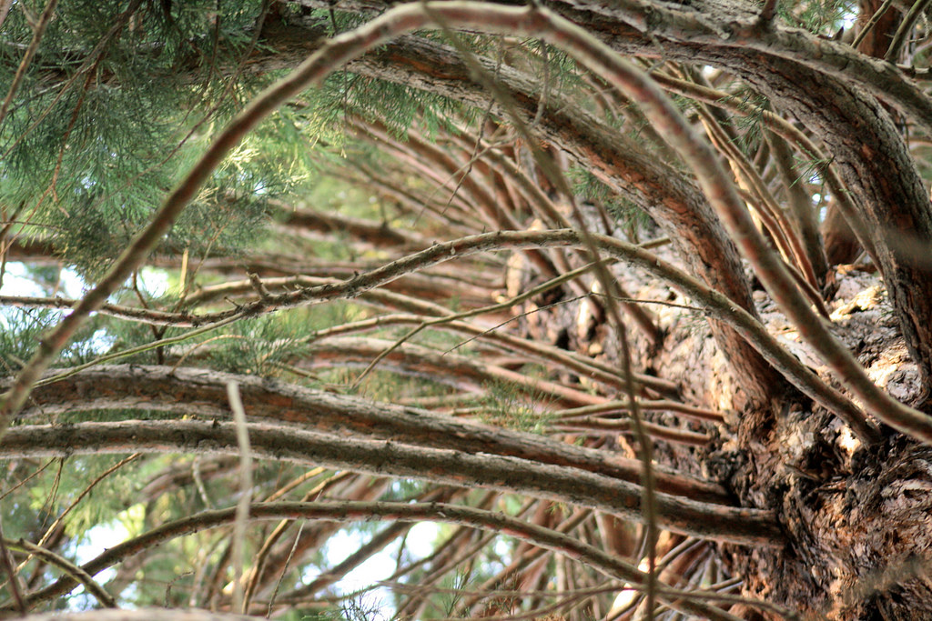 Giant sequoia (Sequoiadendron giganteum), Green Lake Park, Seattle, Washington [2]