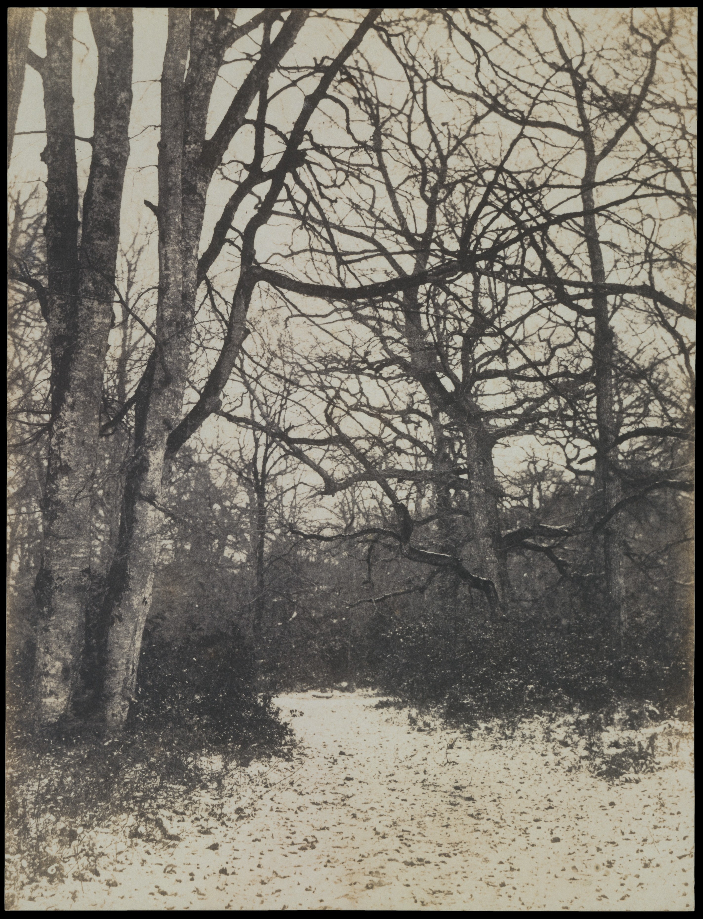 Eugène Cuvelier :: [Fontainebleau Forest], ca. 1860s. Salted paper print from paper negative. | src The Metropolitan Museum