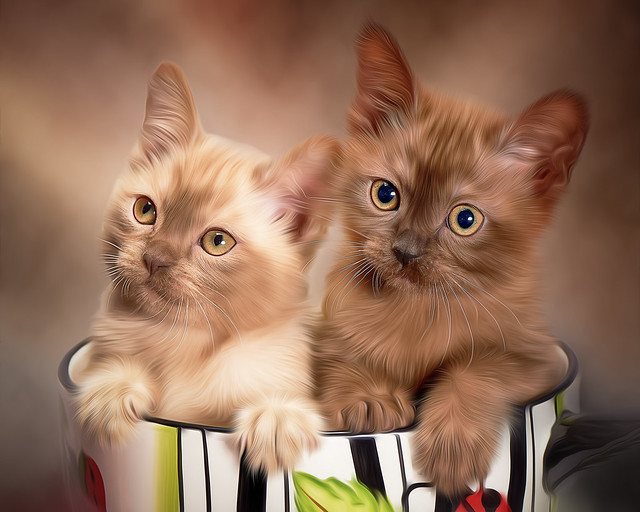 Kittens In A Cup