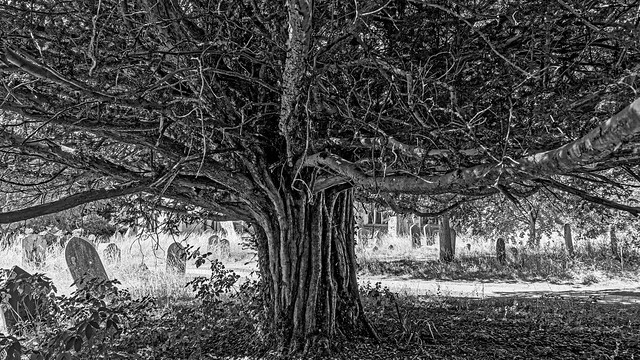 Tree ( St Nicholas Church Yard - Stevenage) (Monochrome) Panasonic S1 & Sigma 24-70mm f2.8 ART Lens