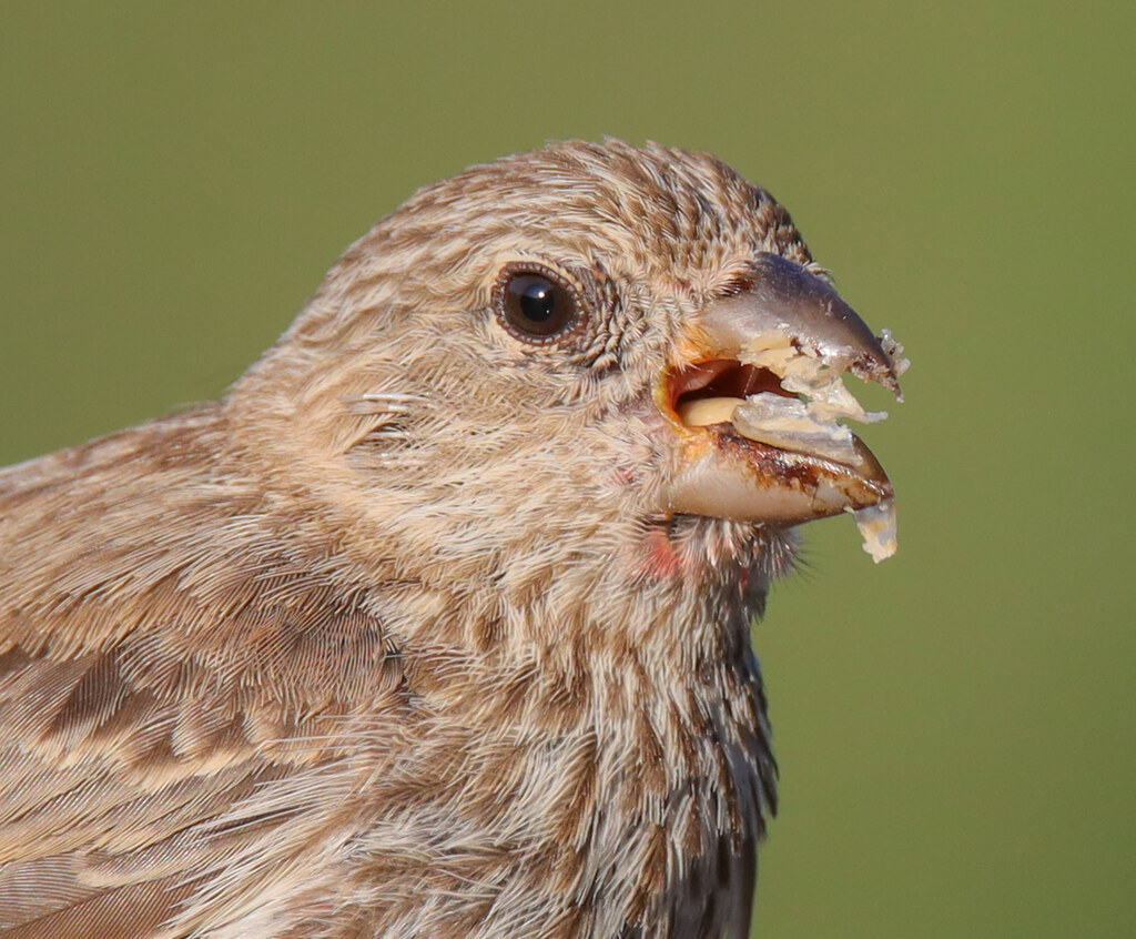 Finch Eating