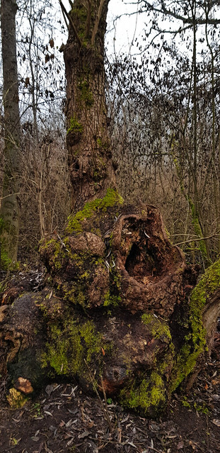🇩🇪 Spooky tree trunk / Страшен дънер