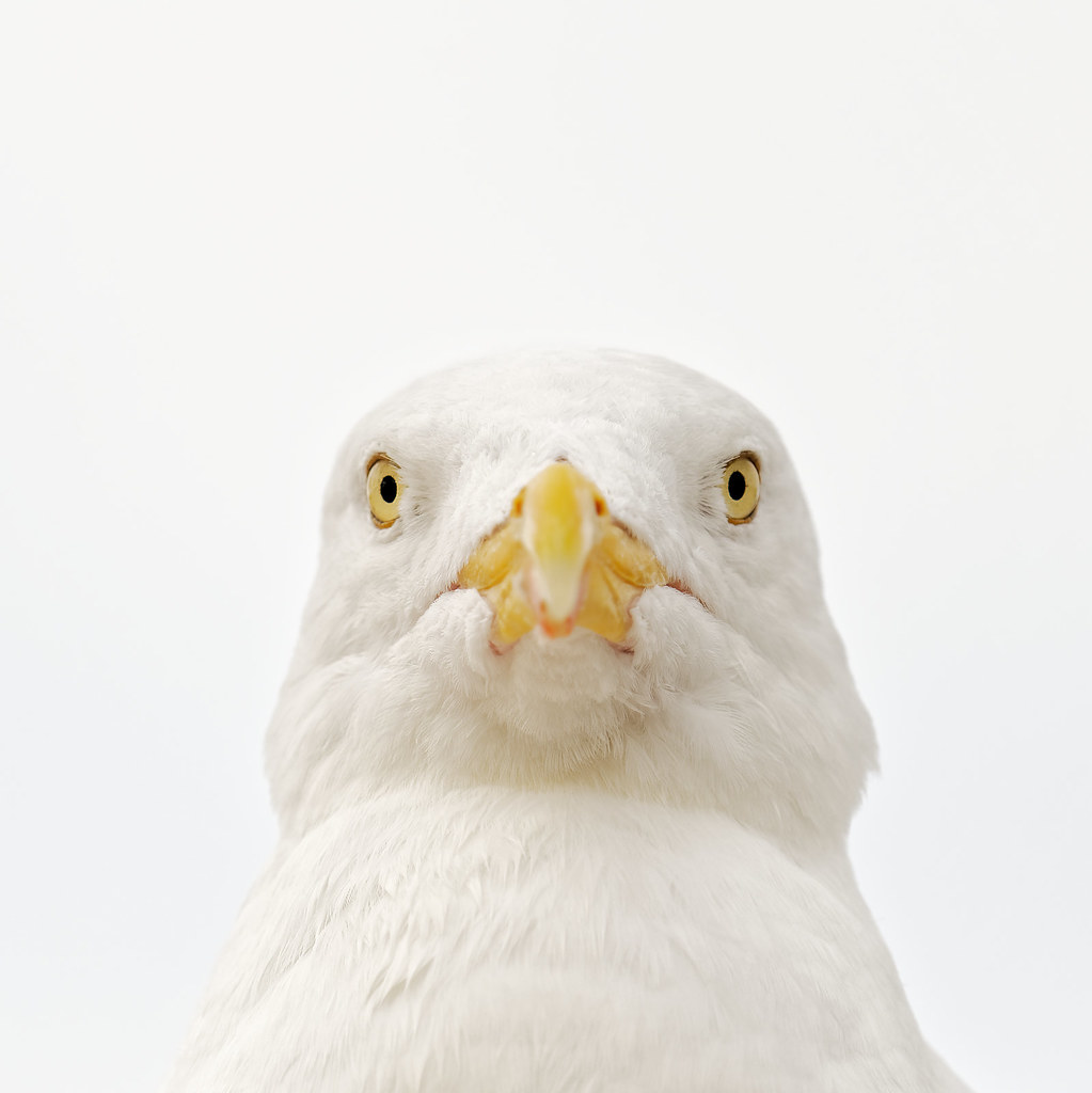 Möwe - Seagull No. 2