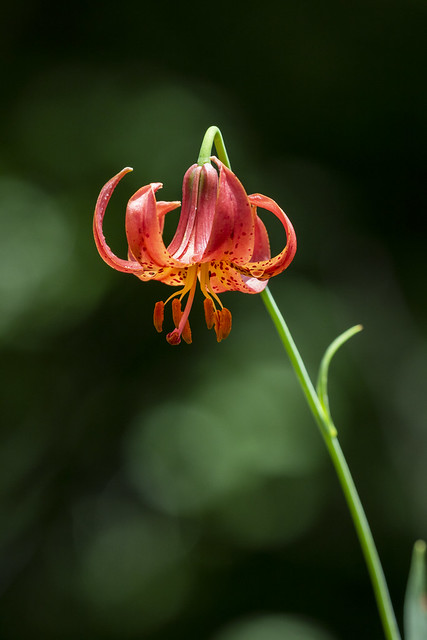Canada Lily_20A4977