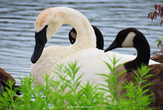 trumpeter swan & geese b