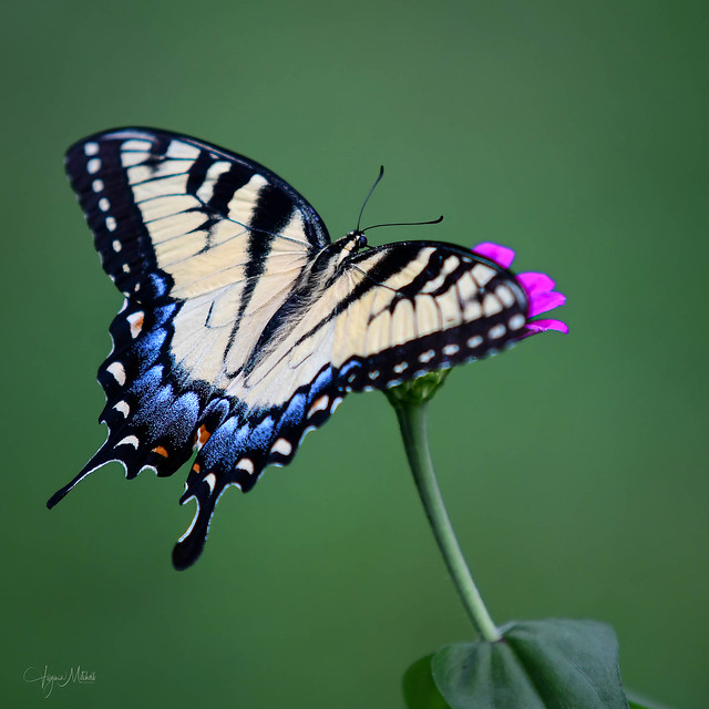 Yellow Tiger Swallowtail