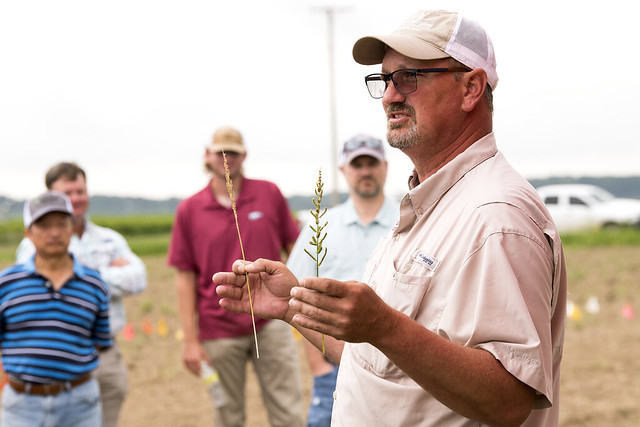 Jason Norswrothy holds barnyardgrass stem with seeds