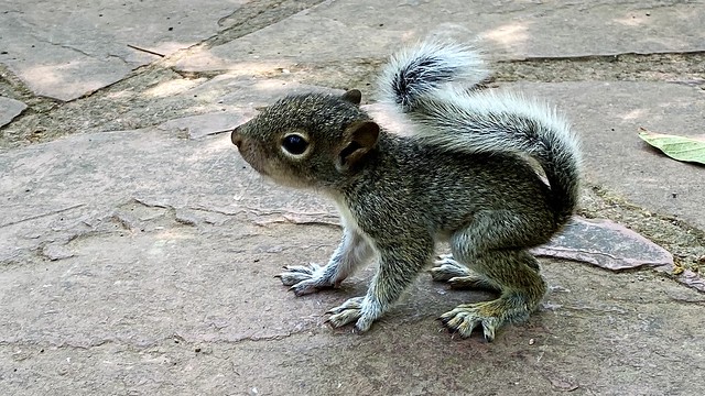 Baby squirrel.
