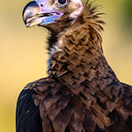 Vautour moine (Aegypius monachus - Cinereous Vulture)