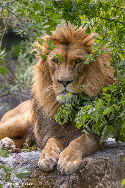 African Lion - Zoo Duisburg