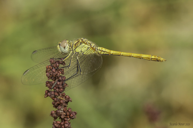 Sympetrum sinaiticum (Dumont, 1977)