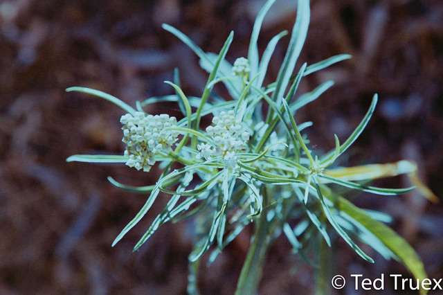 Narrow Leaf Milkweed (Asclepias fascicularis)
