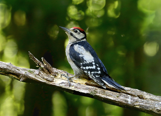 Juvenile Great Spotted Woodpecker --- Dendrocopos major .