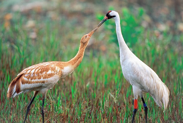 Whooping crane parent relationship