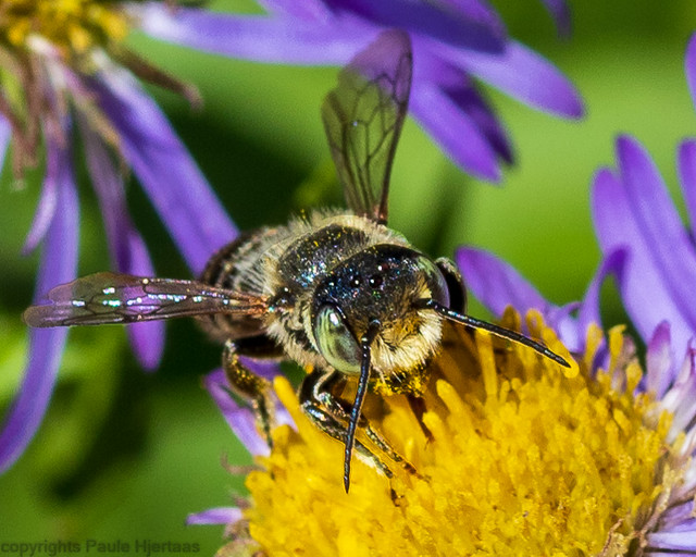 5810 Alfalfa Leafcutter Bee