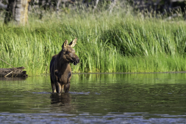 Young Moose