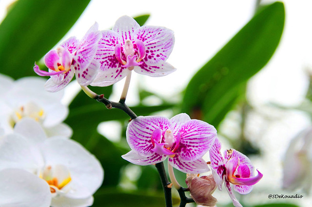 Exotic Orchids