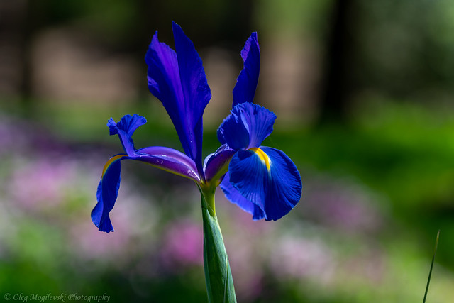 Deep Blue Iris