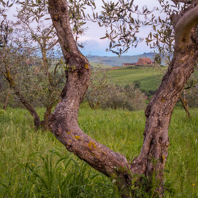 Olive Tree and Farmhouse, Val D'Orcia, Tuscany