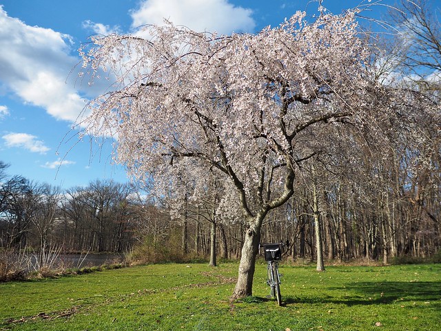 Nomahegan Cherry Blossoms