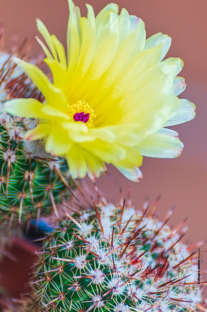 Diminuta flor de cactus