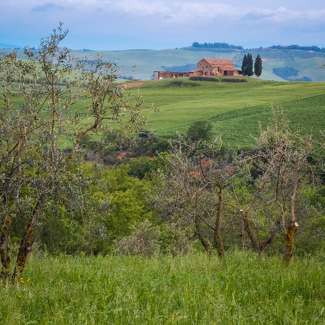 Farmhouse and Olive Trees, Val D'Orcia, Tuscany