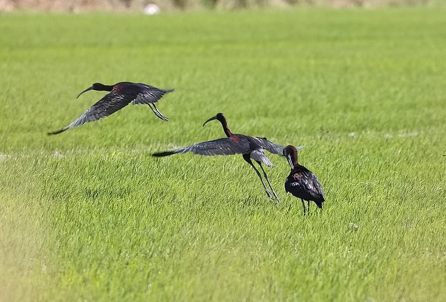 Sort ibis (Glossy Ibis / Plegadis falcinellus)
