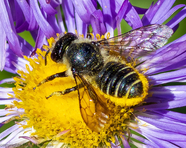 5807 Female Megachile_dorsal