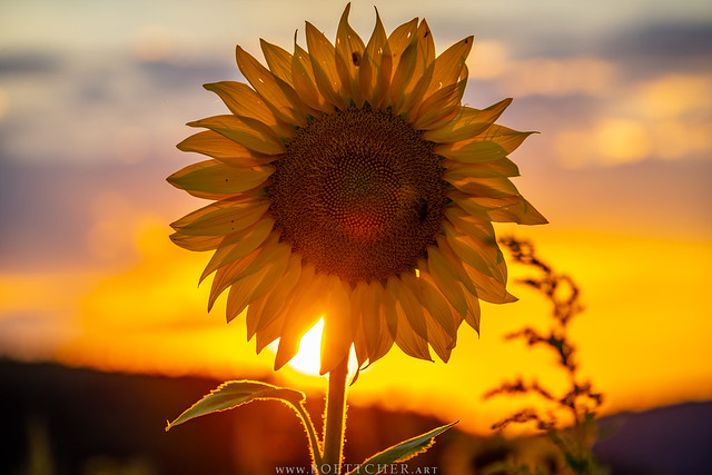 Sunset Sunflower - August 2022 VIII