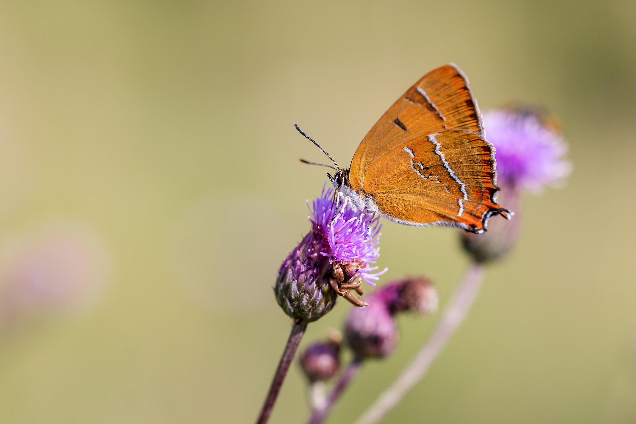 Thecla betulae | eldsnabbvinge | Brown Hairstreak
