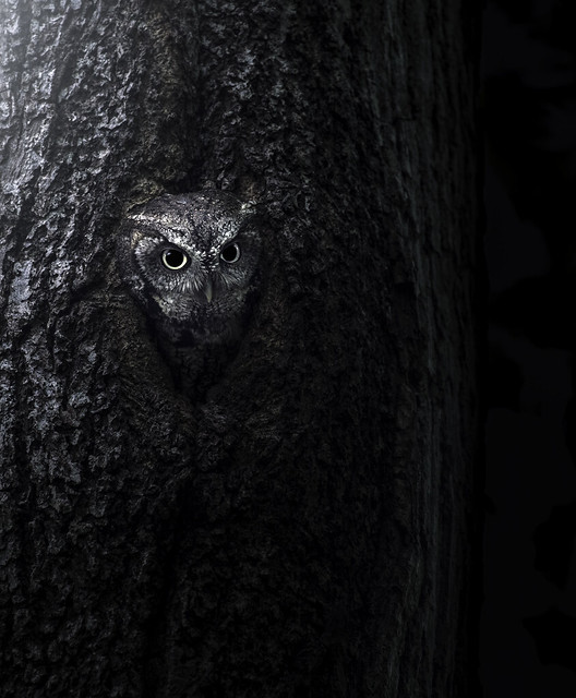 The trees have eye - Screech Owl