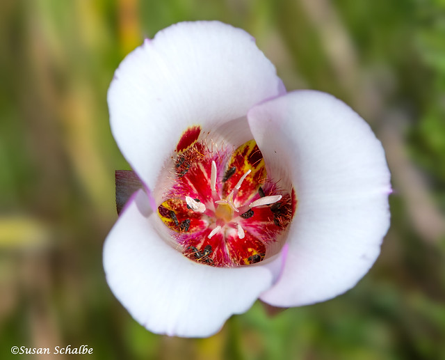 Interior, butterfly mariposa lily