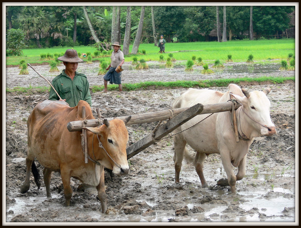 Préparation des rizieres en Birmanie ......la modernité arrive tres doucement et les journées sont rudes.