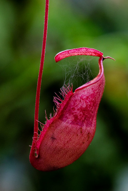 Pitcher plants - fly traps