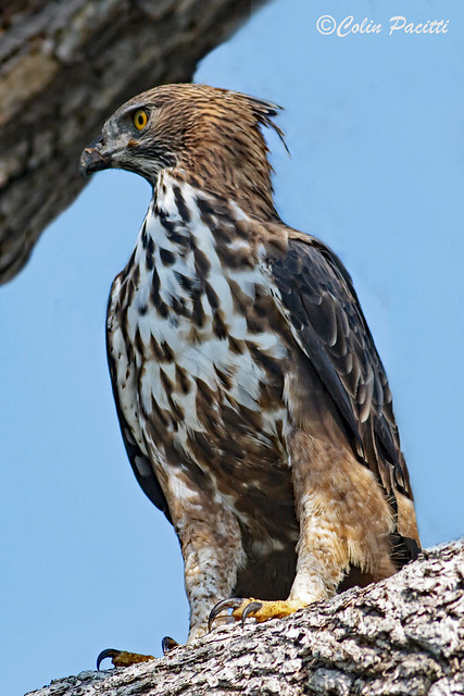 changeable hawk-eagle (nisaetus cirrhatus) ... Explored