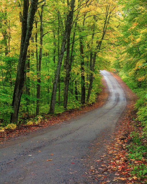 Green Leaves and Dirt Road